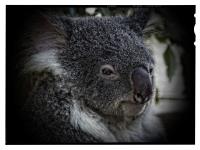 Koala2